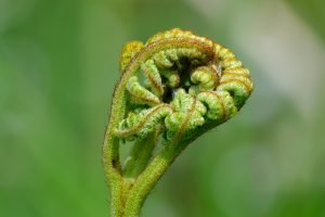 fern-7197119_1920